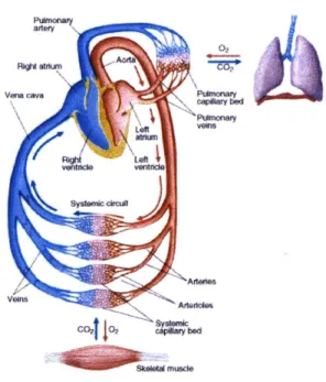 Figure  1-1:  The  Circulation  System  [1].