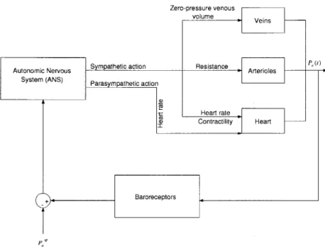 Figure  3-1:  Block  diagram  of the  arterial  baroreflex  system.