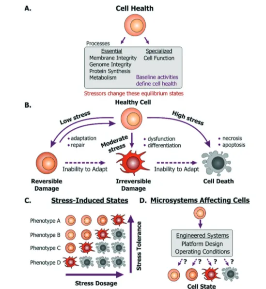 Fig. 1 Cell health and its responses to stressors. A. Cell health is defined as the collective equilibrium activities of essential and specialized cellular processes; while a cell stressor is defined as a stimulus that causes excursion from its equilibrium