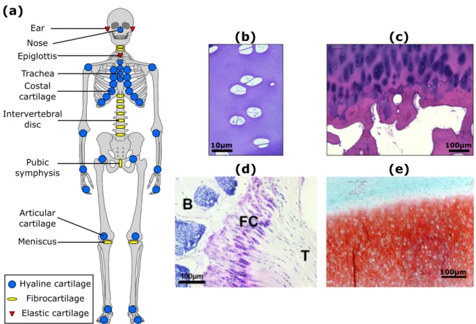 Fig. 1. Anatomical locations and microscopic structure of cartilage (a) Locations of hyaline cartilage (blue), fibrocartilage (yellow) and elastic cartilage (red) in the human body; (b) Immature bovine articular cartilage; (c) Human adult articular cartila