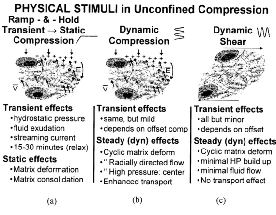 Figure  1.1:  Schematic  of physical  forces  and flows  occurring  during mechanical  loading of cartilage  in vivo,  that can  be stimulated  in vitro  by means  of (a)  static  compression,  (b) dynamic  compression,  and  (c)  dynamic  tissue shear.
