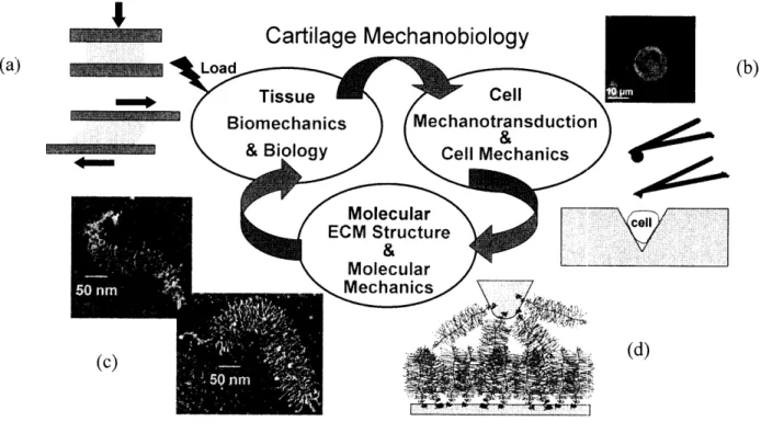 Figure  1.2  :  Loading  of cartilage  explants  (a),  or direct  mechanical  stimulation  of cells (b)  can  produce mechanical  stimuli  that may  be sensed  by the  cell  and its pericellular microenvironment  (b)
