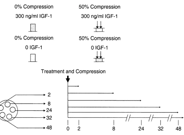 Figure 3.1.  A  schematic  of the  four conditions  measured.  5 plugs  were  punched  for each  time point  and matched  for time