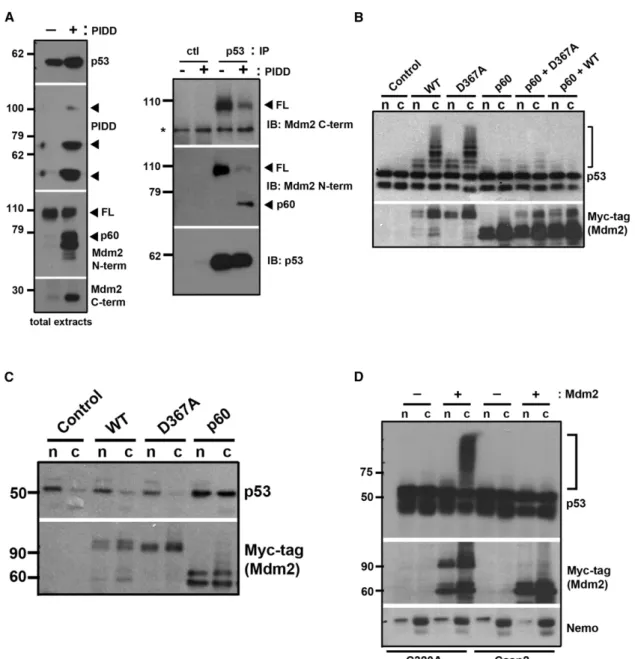 Figure 5. Cleaved Mdm2 Binds p53 and Promotes p53 Stabilization