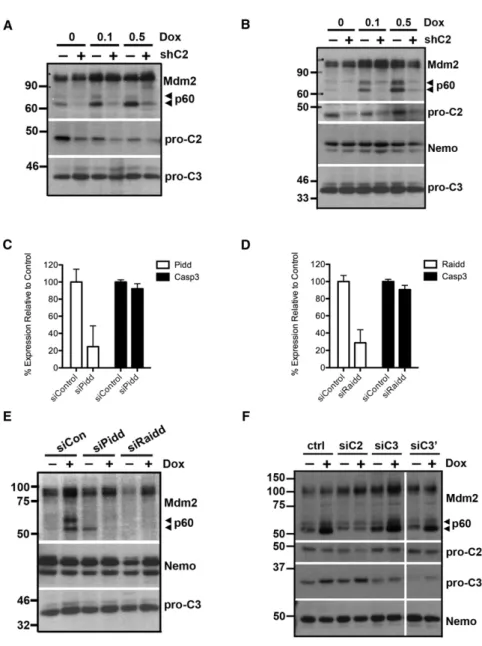 Figure 6. Caspase-2-PIDDosome Cleaves Mdm2 in Response to DNA Damage (A) Immunoblot with cytoplasmic fractions from A549 cells treated with vehicle, 0.1, or 0.5 mM doxorubicin (Dox) ± MSCV-shCasp2 (shC2).