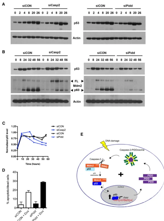 Figure 7. The Caspase-2-PIDDosome Regulates p53 Dynamics in Response to DNA Damage