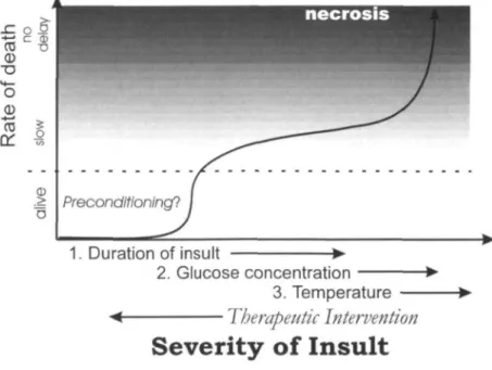 Fig. 1 Schematic illustration depicting the relationship between the severity of the ischaemic insult and the temporal profile of cell death