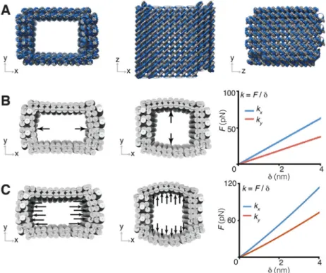 Fig. 2. Mechanical simulations of the rectangular DNA mold