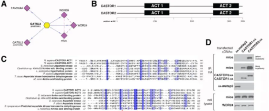 Figure 1. CASTOR1 and CASTOR2 are ACT domain-containing proteins that interact with  GATOR2