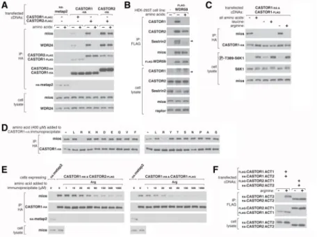 Figure 3. Arginine regulates the interaction of GATOR2 with CASTOR1-homodimers and  CASTOR1-CASTOR2 heterodimers in cells and in vitro