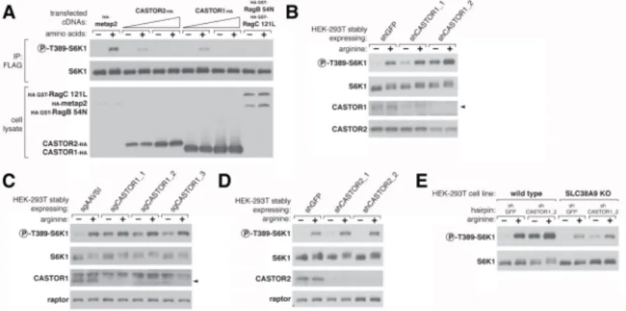 Figure 5. CASTOR1 functions in parallel with SLC38A9 to regulate arginine signaling to  mTORC1