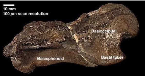 Figure 1. Three-dimensional, color, laser-scanned image of a basisphenoid-basioccipital of a juvenile Tylosaurus sp