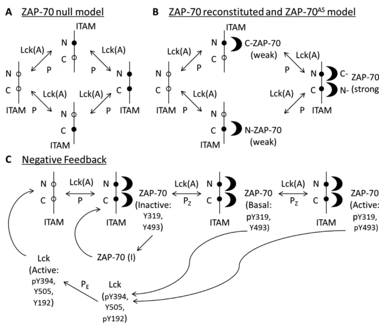 Fig. 4. Computational model of proximal TCR signaling