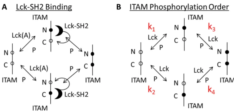 Fig. 6. Computational models that describe the asymmetry in ITAM phosphorylation