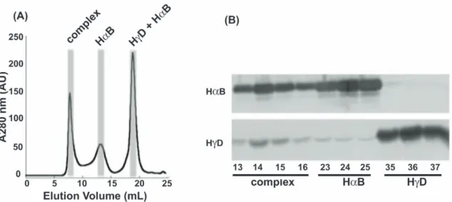 Figure 5. Western Blot analysis of I90F + aB native mixing. (A) Size exclusion chromatograms of the I90F + aB mixture after a 27 day incubation at 37uC