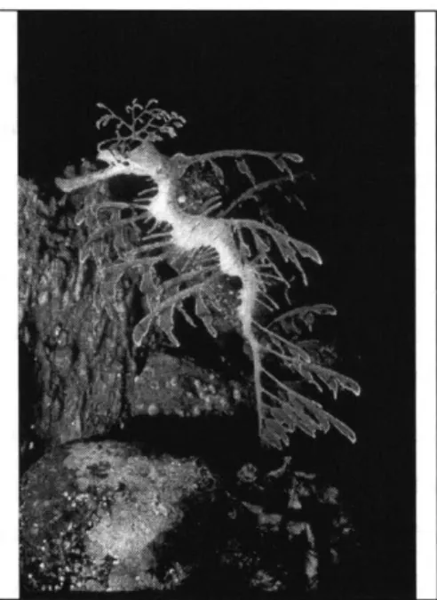 Figure  2.  Pattern  and  motion  camouflage  of  the  Leafy  Sea  Dragon.