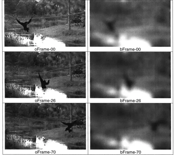 Figure  3. Key  frames  from  the  gibbon  swinging  sequence.  The  left  and right  columns  show  keyframes  from  the  original  and  blurred  sequences.