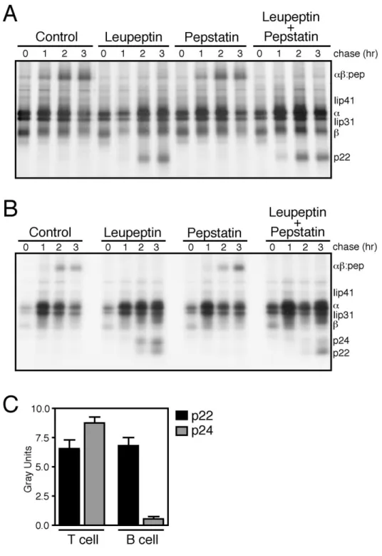 Figure 2. Although Ii processing in both CD4 +  T cells and B cells is leupeptin- dependent, CD4 +  T cell clones exhibit a faster rate of αβ:peptide formation and increased Iip24 fragment formation A donor-matched EBV-transformed B cell line (A) and CD4 +