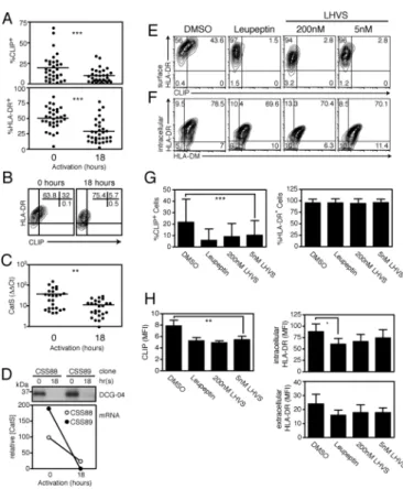 Figure 5. Downregulation of cathepsin S expression and activity decreases cell-surface CLIP expression in recently activated CD4 +  T cell clones