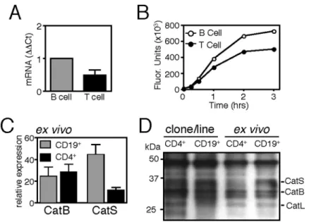 Figure 6. Cathepsin S expression and activity are reduced in CD4 +  T cells, as compared to CD19 +  B cells
