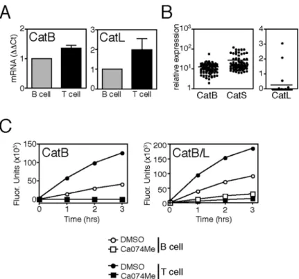Figure 7. CD4 +  T cells express more active cathepsin B and cathepsin L than B cells