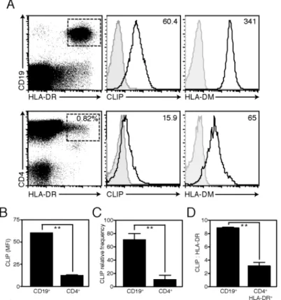 Figure 8. Peripheral blood CD4 + HLA-DR +  T cells express less CLIP than CD19 +  B cells (A) Cell surface expression of CLIP and intracellular expression of HLA-DM in peripheral blood mononuclear cells purified from a representative donor, gated on CD3 + 
