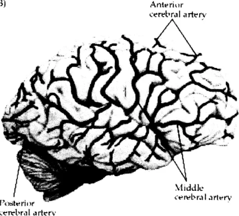 Fig 4.3:  The  location of the main arteries  in the  Brain.  Reproduced  from Purves et  al  [14].