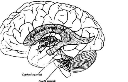 Fig. 4.4:  The ventricles  oriented  inside the brain. Reproduced  from Gray's  Anatomy  [24].