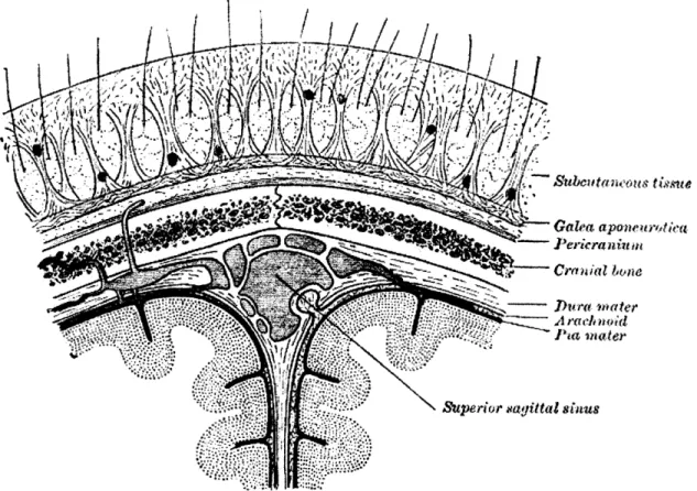 Fig 4.6:  Coronal  view of the  scalp centered  around the  superior sagittal  sinus.