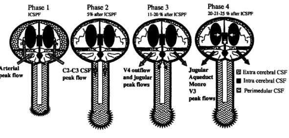 Fig 4.7:  Schematic  of brain and  CSF to depict the movement.  Reproduced  from Baledent et al