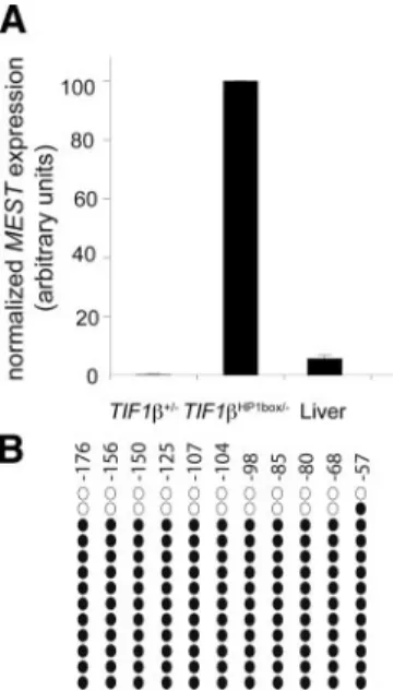 Figure 6. MEST proximal promoter region is hypermethylated in liver. (A) qRT-PCR analysis of MEST expression in TIF1␤ ⫹/⫺ and TIF1␤ HP1box/⫺ F9 cells and adult liver