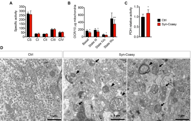 Figure 6. Mitochondrial functions. (A) MRC activities in forebrain from Ctrl (n = 8) and Syn-Coasy (n 