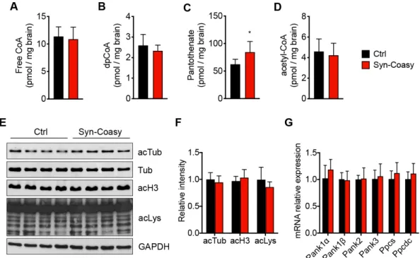 Figure 3. CoA biosynthesis and protein acetylation. Mass spectrometry quantification of (A) free CoA,  (B) dpCoA, (C) pantothenate, and (D) acetyl-CoA in the forebrain from Ctrl (n = 6) and Syn-Coasy (n 