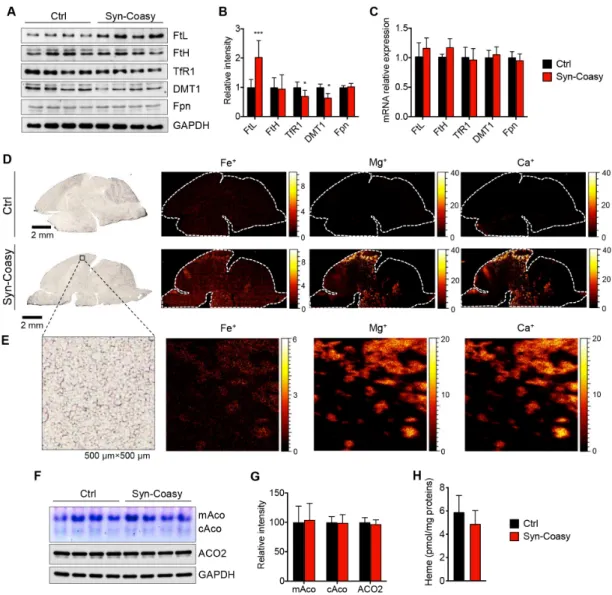 Figure 4. Iron content and homeostasis analysis. (A) Immunoblot and (B) densitometric quantification  of proteins involved in homeostasis in forebrain homogenates from Ctrl (n ≥ 8) and Syn-Coasy (n ≥ 8)  mice (age P12–P14)