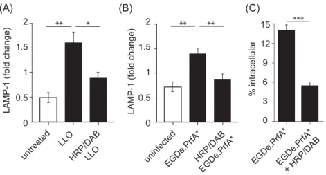 Figure 5. Perturbation of late endosomal/lysosomal compartments blocks LAMP-1 translocation and reduces L