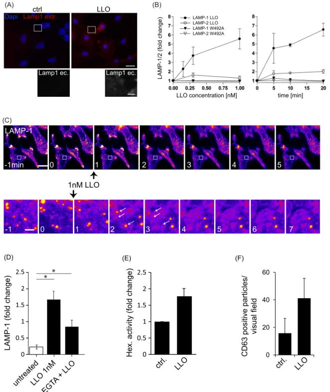 Figure 3. Translocation of late endosomal/lysosomal compartments to the cell surface in response to LLO