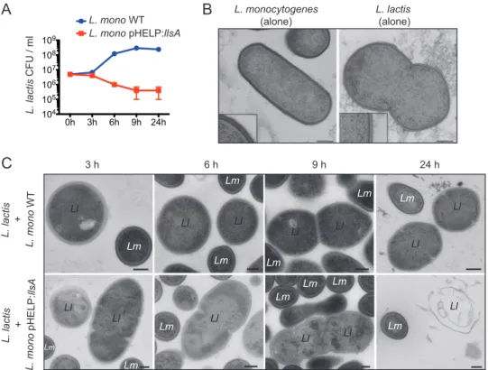 FIG 6 Effect of LLS on L. lactis. (A) Viable L. lactis at 3, 6, 9, and 24 h postinoculation in coculture with L