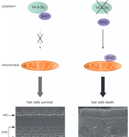 Figure 1 Impact of loss of 14-3-3eta on hair cell death. By controlling the subcellular localization and function of Bad, 14-3-3eta proteins constitute an important regulatory pathway of hair cell death signaling during deafness