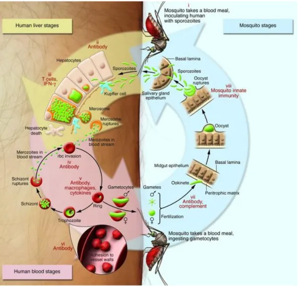 Figure 1 : Cycle de vie parasitaire   (D’après (Greenwood et al., 2008) 