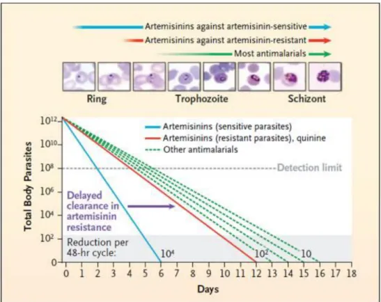 Figure 6 : Schématisation de la clairance parasitaire induite par les artémisinines et autres  antipaludiques sur des souches sensibles et résistantes de P