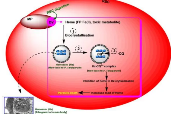 Figure 10 : Mécanisme d’action de la CQ au niveau du stade érythrocytaire de Plasmodium  (D’après (Mushtaque and Shahjahan, 2015) 