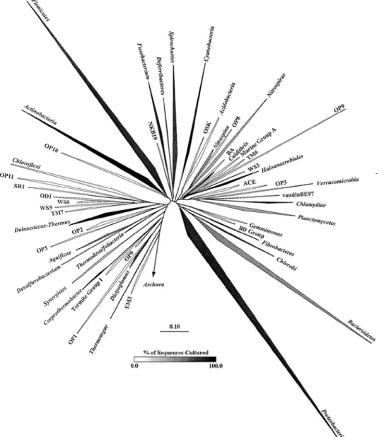Figure 4 :  Arbre phylogénétique du domaine  Bacteria   montrant les différents phyla établis ou  candidats, construit à partir de 16964 séquences de plus de 1000 paires de bases (ARNr 16S)[11]