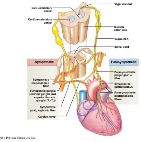 Figure 1: Organisation du système nerveux autonome cardiaque 
