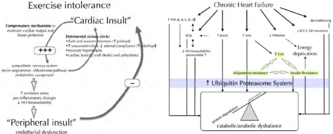 Figure 7: Déterminants de l’intolérance à l’effort (à gauche) et de la myopathie (à droite) chez les patients  ICC