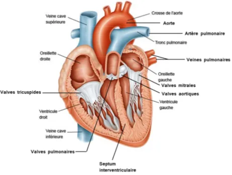 Figure 1 : Représentation schématique du cœur.  Modifiée d’après http//www.eurekasante.fr