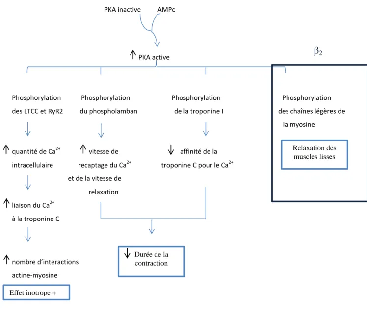 Figure 15 : Effet de l’activation de la PKA sur le myofilament.  D’après libre Pharmacologie auteurs Yves  Landry Jean-Pierre Gies Editions Dunod.
