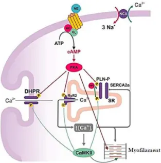 Figure 16 : Schéma des phosphorylations des protéines du CEC par la PKA et la CaMKII. 