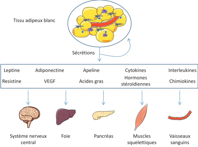 Figure 3 : Composition cellulaire du tissu adipeux blanc chez l!homme 