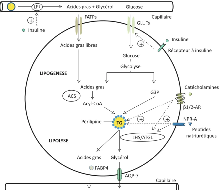 Figure 4 : Lipogenèse et lipolyse dans l!adipocyte blanc humain 