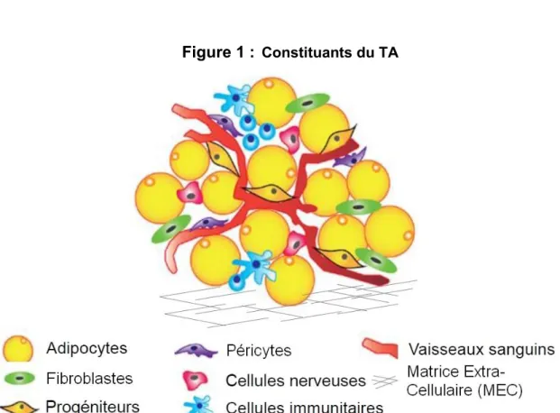 Figure 1 :  Constituants du TA